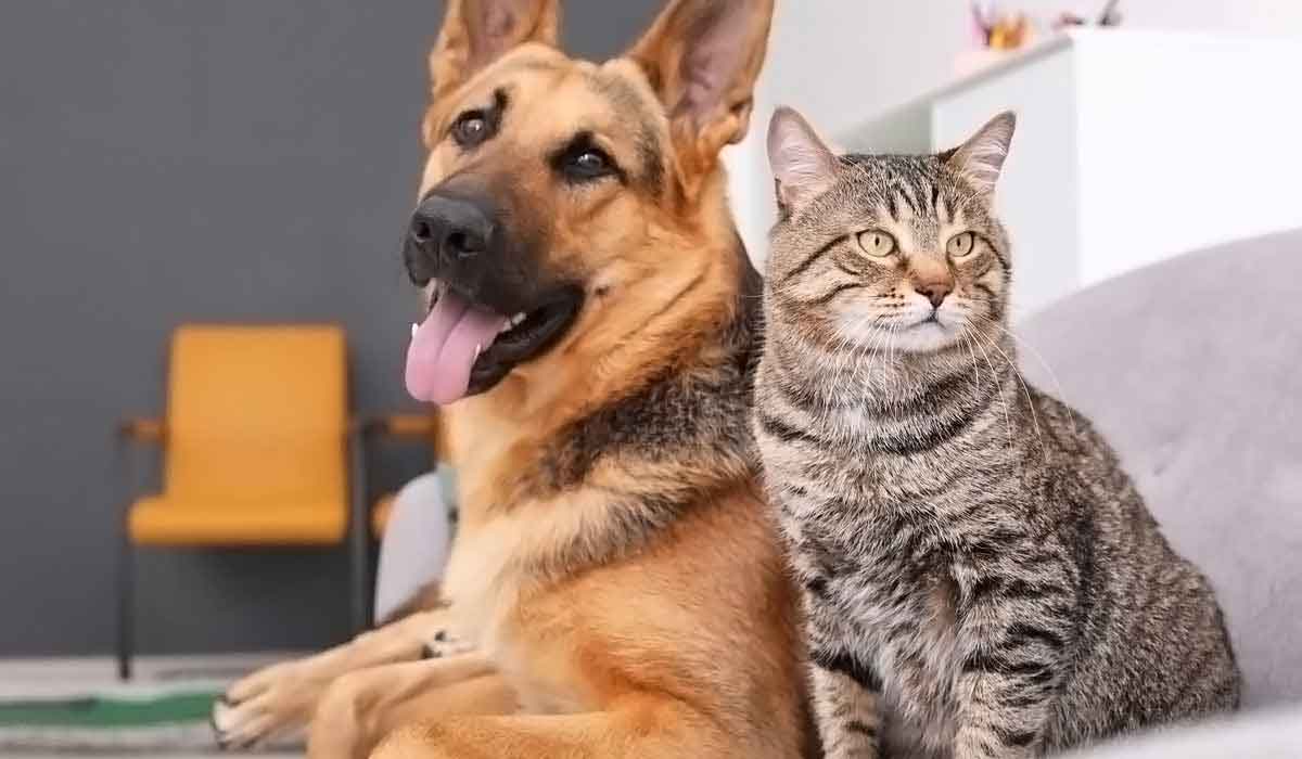 手机版ddos攻击器